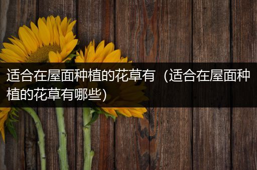 适合在屋面种植的花草有（适合在屋面种植的花草有哪些）