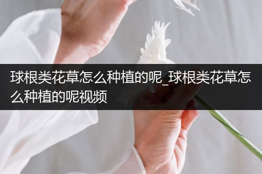 球根类花草怎么种植的呢_球根类花草怎么种植的呢视频