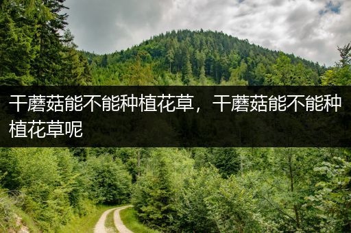 干蘑菇能不能种植花草，干蘑菇能不能种植花草呢