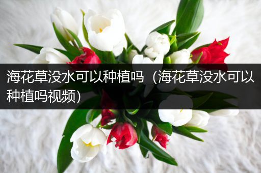 海花草没水可以种植吗（海花草没水可以种植吗视频）