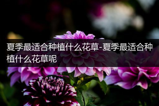 夏季最适合种植什么花草-夏季最适合种植什么花草呢