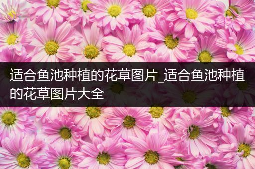 适合鱼池种植的花草图片_适合鱼池种植的花草图片大全