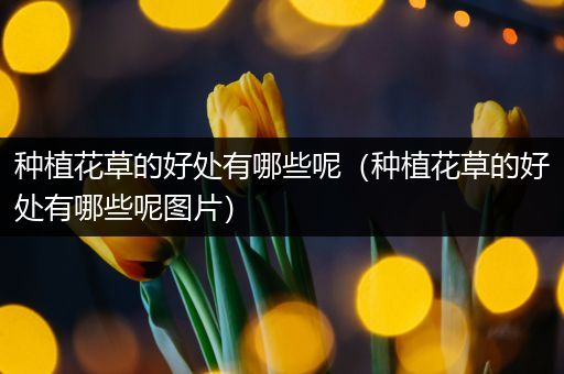 种植花草的好处有哪些呢（种植花草的好处有哪些呢图片）