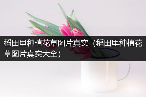 稻田里种植花草图片真实（稻田里种植花草图片真实大全）
