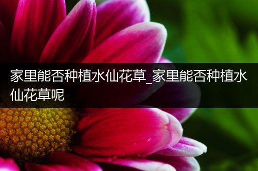 家里能否种植水仙花草_家里能否种植水仙花草呢