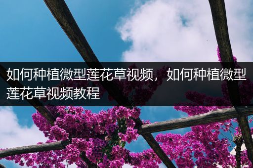 如何种植微型莲花草视频，如何种植微型莲花草视频教程