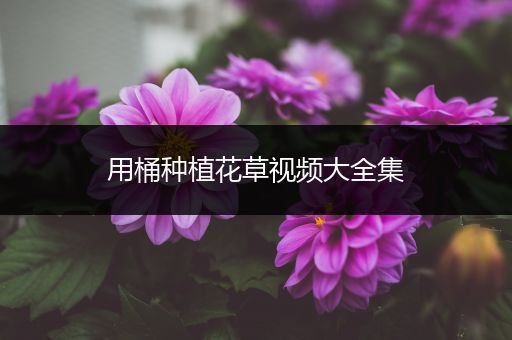用桶种植花草视频大全集