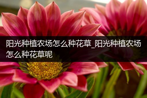 阳光种植农场怎么种花草_阳光种植农场怎么种花草呢