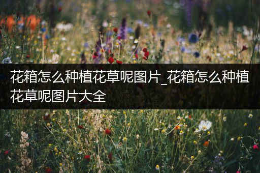 花箱怎么种植花草呢图片_花箱怎么种植花草呢图片大全