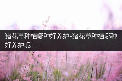 猪花草种植哪种好养护-猪花草种植哪种好养护呢