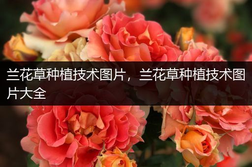 兰花草种植技术图片，兰花草种植技术图片大全