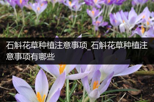 石斛花草种植注意事项_石斛花草种植注意事项有哪些