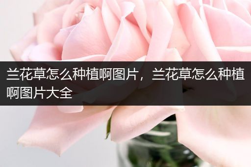 兰花草怎么种植啊图片，兰花草怎么种植啊图片大全