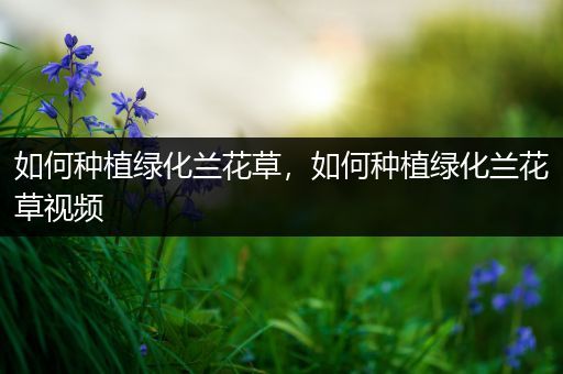 如何种植绿化兰花草，如何种植绿化兰花草视频