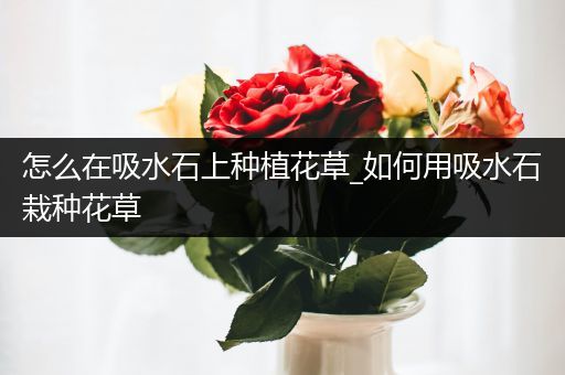 怎么在吸水石上种植花草_如何用吸水石栽种花草