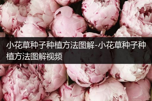 小花草种子种植方法图解-小花草种子种植方法图解视频