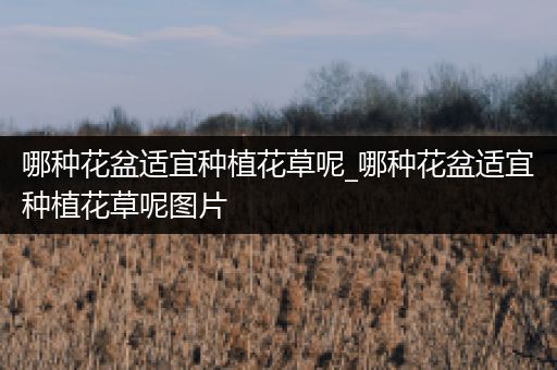 哪种花盆适宜种植花草呢_哪种花盆适宜种植花草呢图片