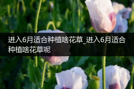 进入6月适合种植啥花草_进入6月适合种植啥花草呢