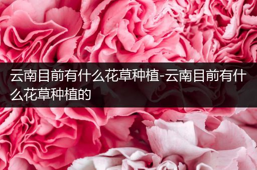 云南目前有什么花草种植-云南目前有什么花草种植的