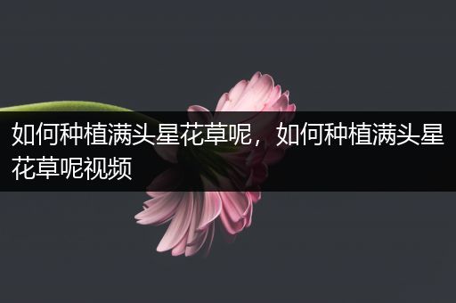 如何种植满头星花草呢，如何种植满头星花草呢视频