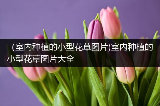 （室内种植的小型花草图片)室内种植的小型花草图片大全