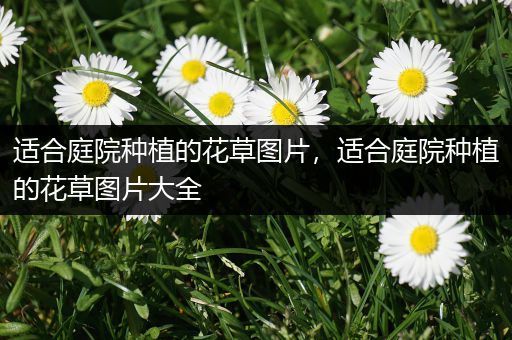 适合庭院种植的花草图片，适合庭院种植的花草图片大全