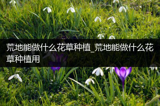 荒地能做什么花草种植_荒地能做什么花草种植用