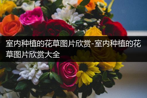 室内种植的花草图片欣赏-室内种植的花草图片欣赏大全