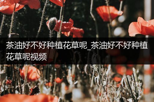 茶油好不好种植花草呢_茶油好不好种植花草呢视频