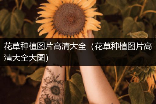 花草种植图片高清大全（花草种植图片高清大全大图）