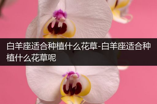 白羊座适合种植什么花草-白羊座适合种植什么花草呢