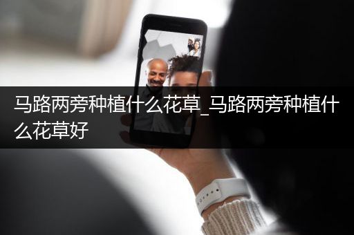 马路两旁种植什么花草_马路两旁种植什么花草好