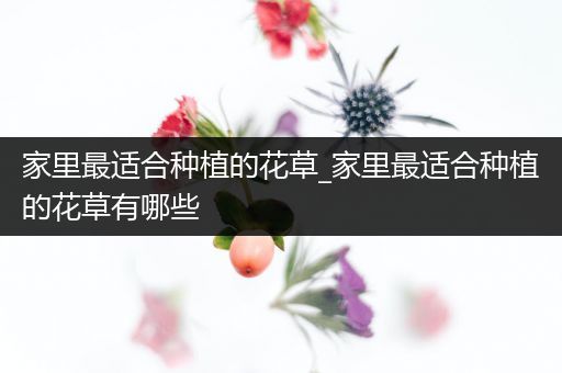 家里最适合种植的花草_家里最适合种植的花草有哪些