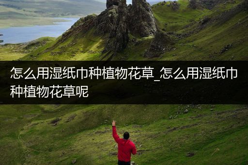 怎么用湿纸巾种植物花草_怎么用湿纸巾种植物花草呢