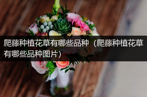 爬藤种植花草有哪些品种（爬藤种植花草有哪些品种图片）