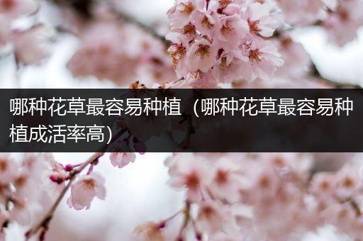 哪种花草最容易种植（哪种花草最容易种植成活率高）