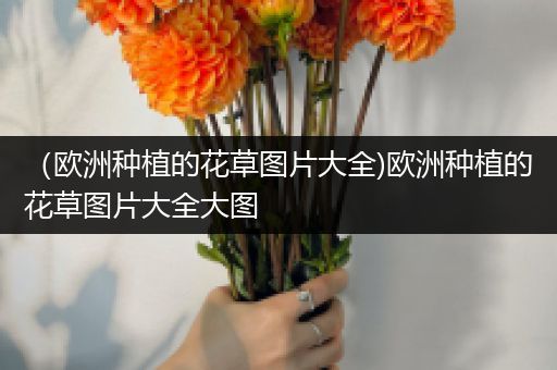 （欧洲种植的花草图片大全)欧洲种植的花草图片大全大图