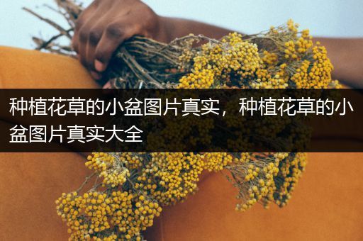 种植花草的小盆图片真实，种植花草的小盆图片真实大全