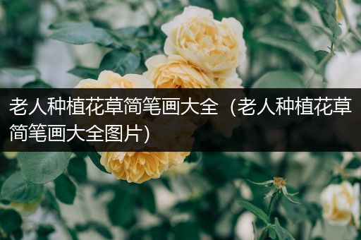 老人种植花草简笔画大全（老人种植花草简笔画大全图片）