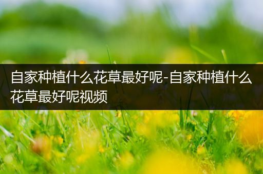 自家种植什么花草最好呢-自家种植什么花草最好呢视频
