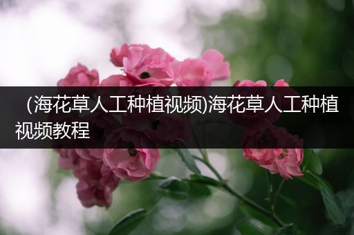 （海花草人工种植视频)海花草人工种植视频教程