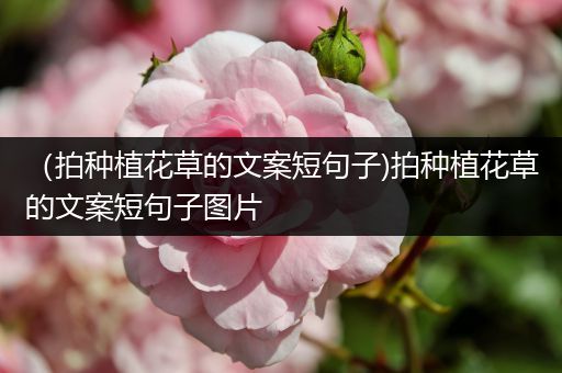 （拍种植花草的文案短句子)拍种植花草的文案短句子图片