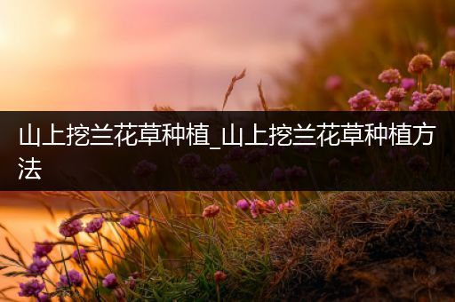 山上挖兰花草种植_山上挖兰花草种植方法