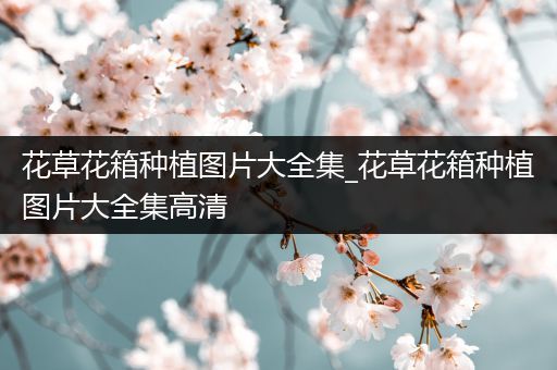 花草花箱种植图片大全集_花草花箱种植图片大全集高清