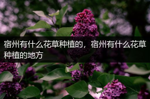 宿州有什么花草种植的，宿州有什么花草种植的地方