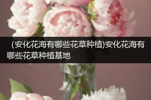（安化花海有哪些花草种植)安化花海有哪些花草种植基地