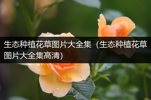 生态种植花草图片大全集（生态种植花草图片大全集高清）