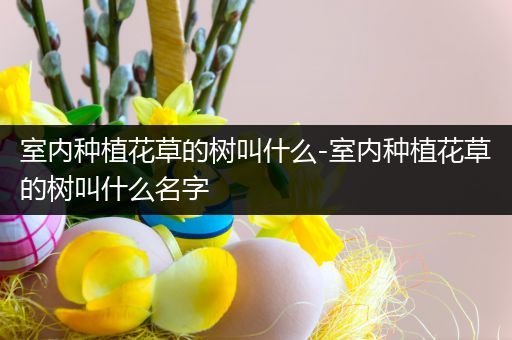 室内种植花草的树叫什么-室内种植花草的树叫什么名字