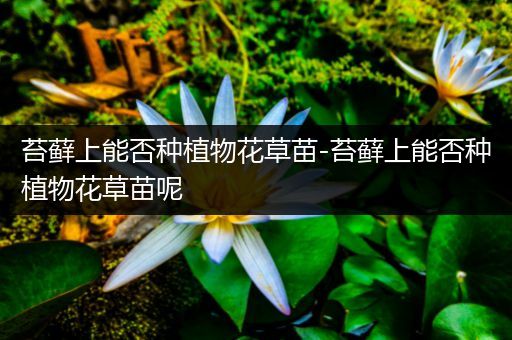 苔藓上能否种植物花草苗-苔藓上能否种植物花草苗呢