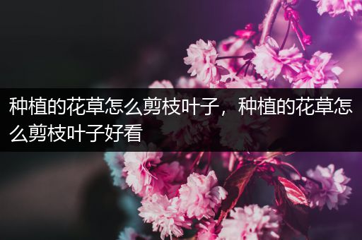 种植的花草怎么剪枝叶子，种植的花草怎么剪枝叶子好看